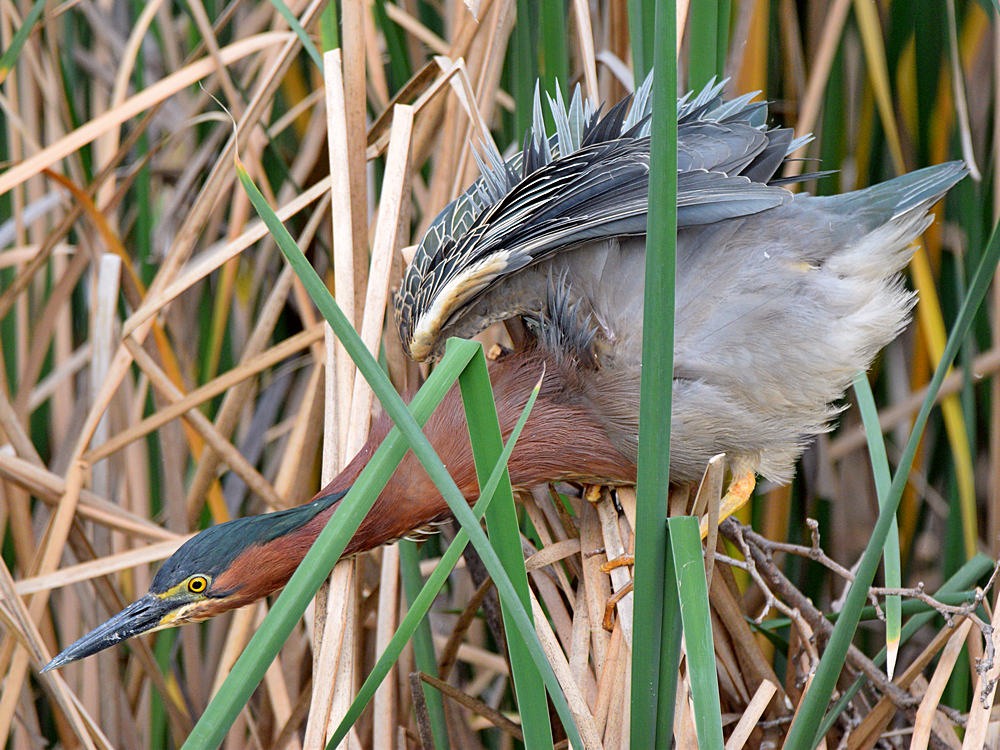 GreenHeron9.jpg