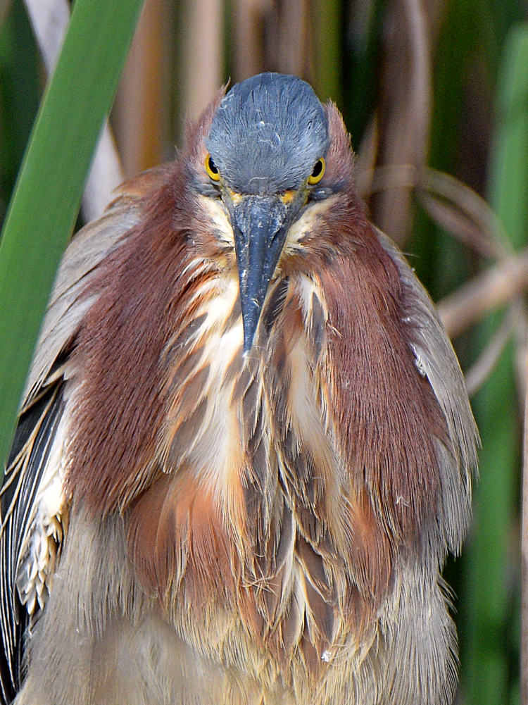 GreenHeron9.jpg