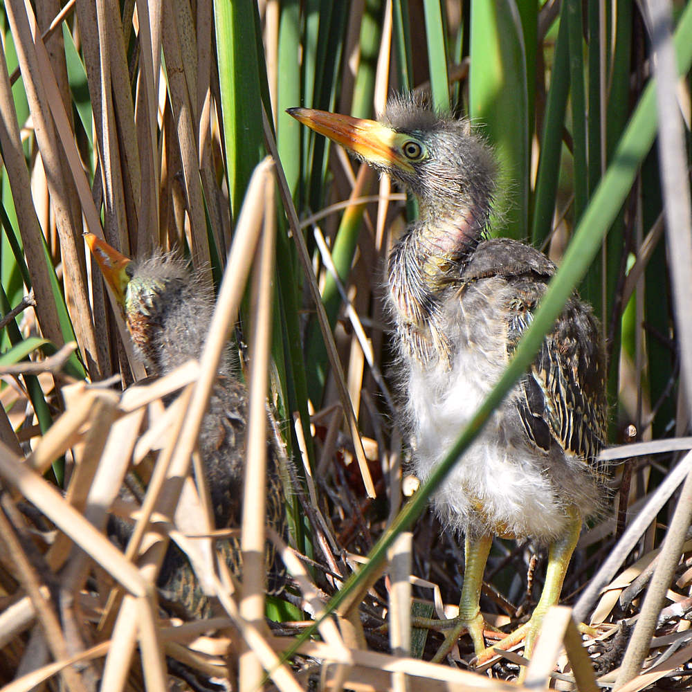 GreenHeron9.jpg