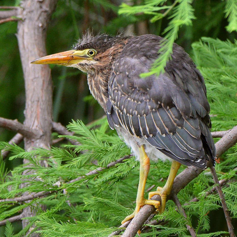 GreenHeron9.jpg