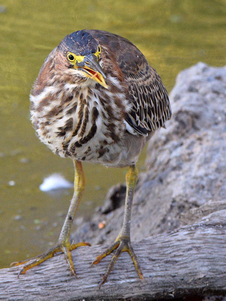 GreenHeron9.jpg