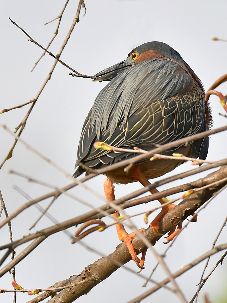 GreenHeron9.jpg