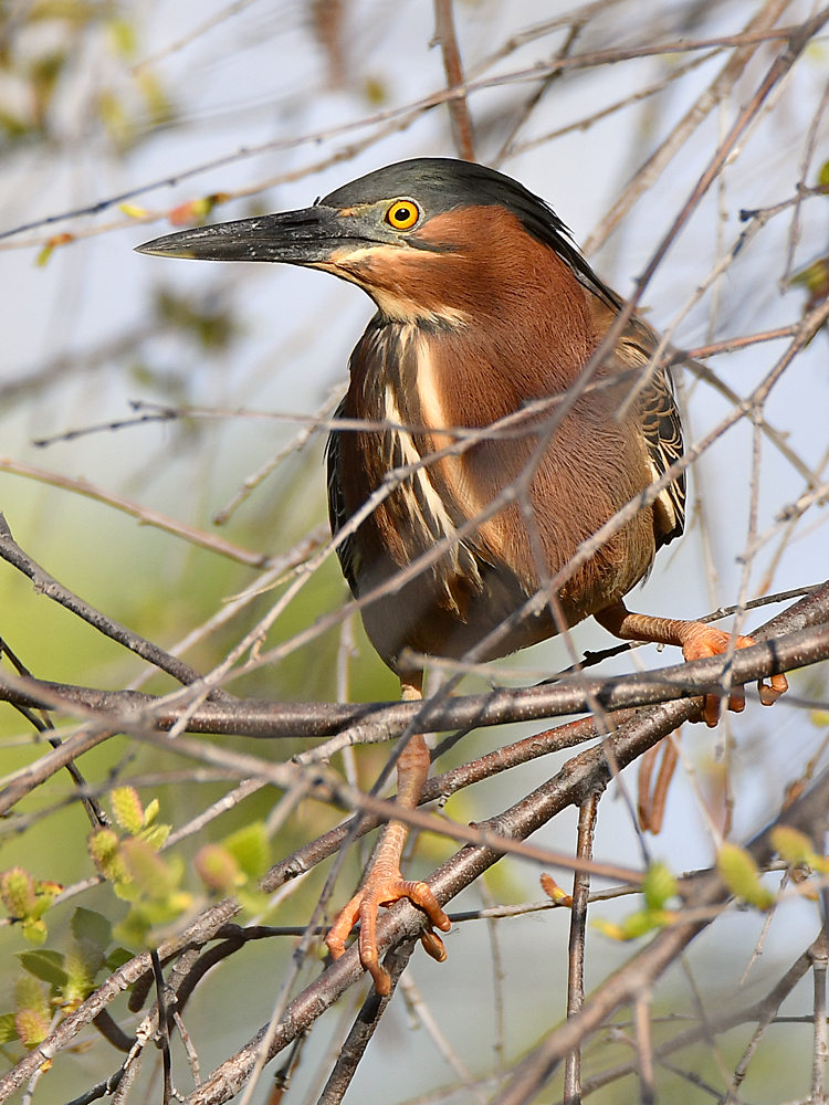 GreenHeron9.jpg