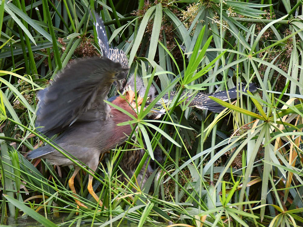 GreenHeron9.jpg