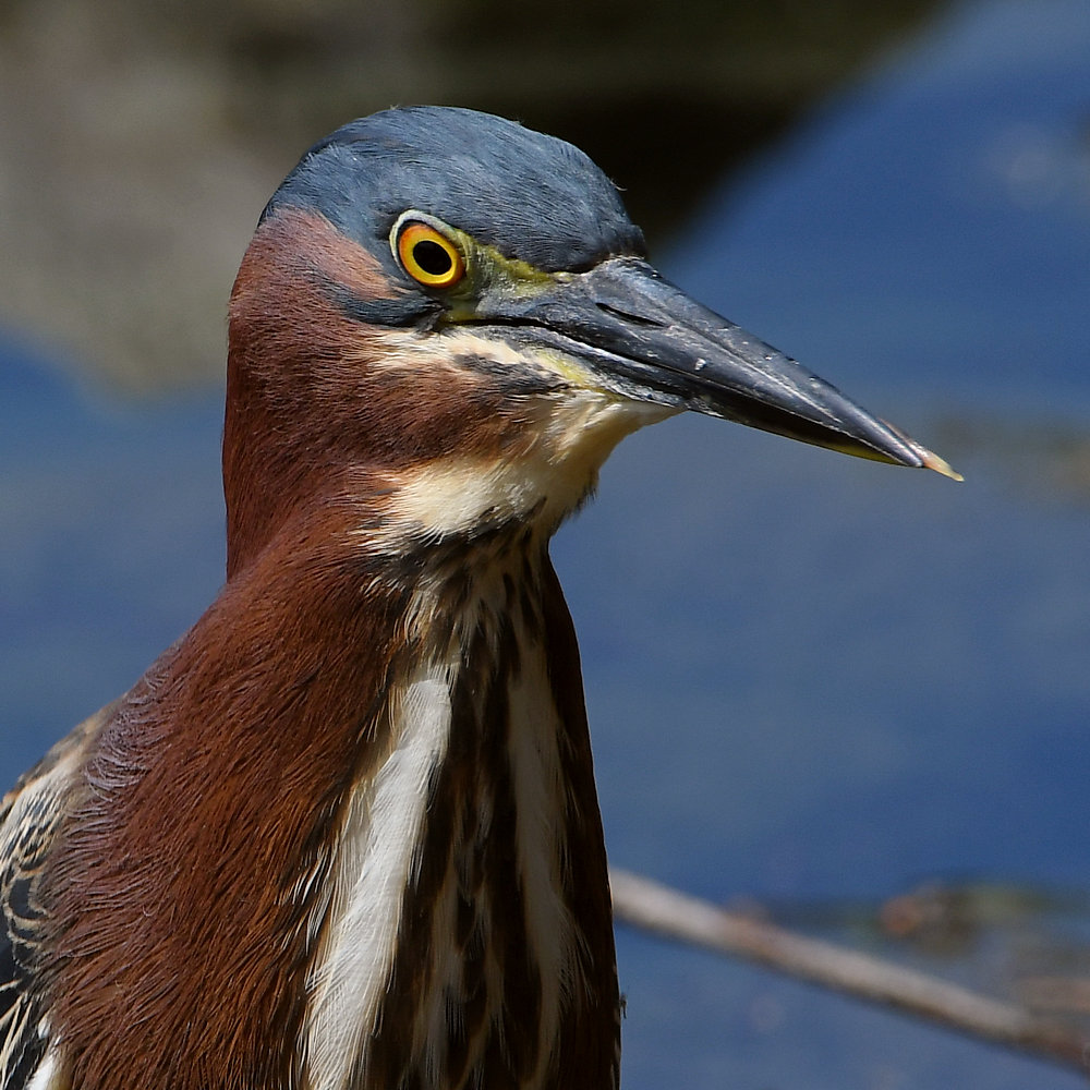 GreenHeron9.jpg