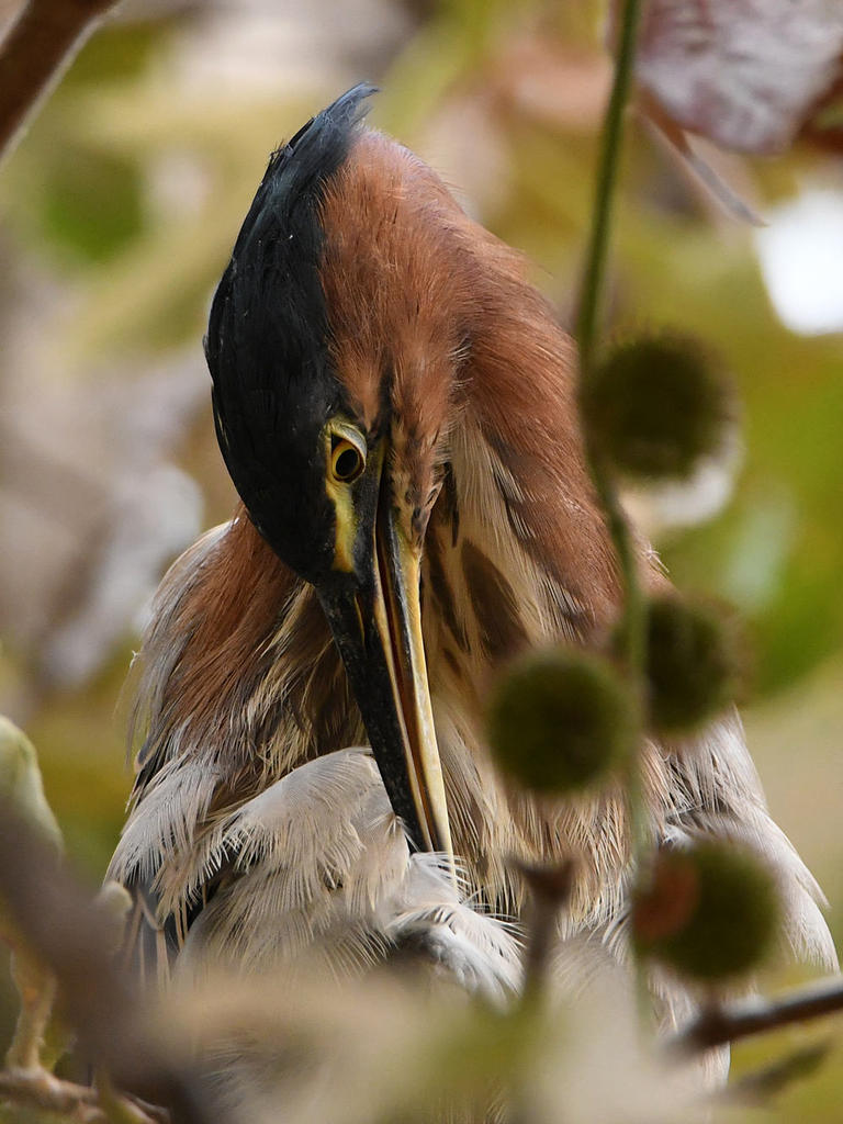 GreenHeron9.jpg