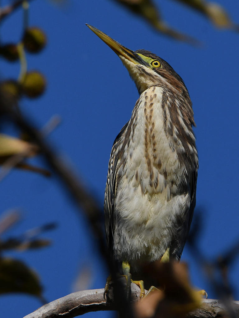GreenHeron9.jpg