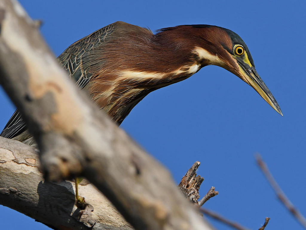 GreenHeron9.jpg