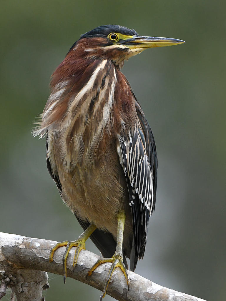 GreenHeron9.jpg