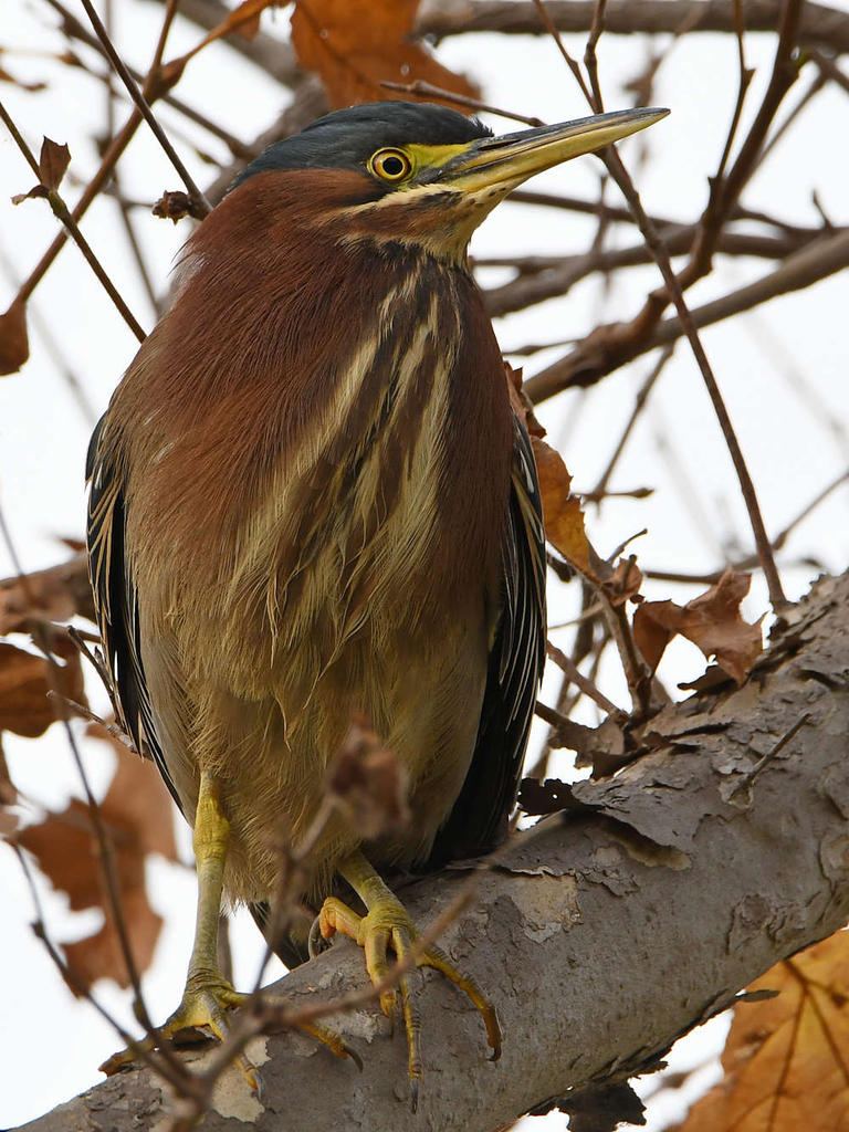 GreenHeron9.jpg