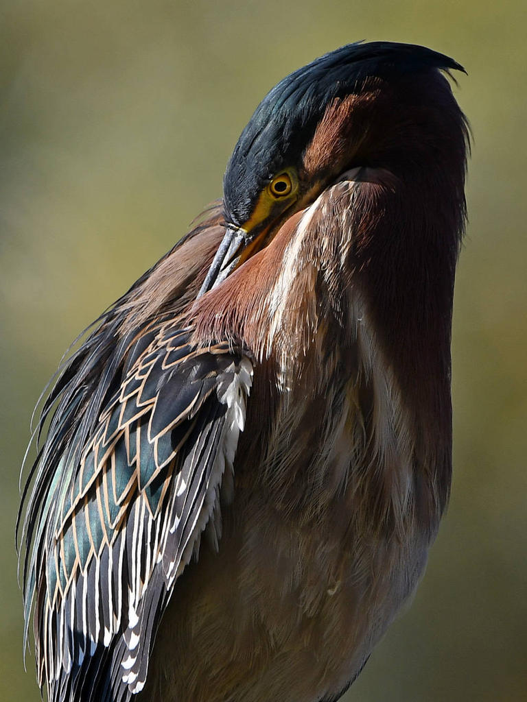 GreenHeron9.jpg