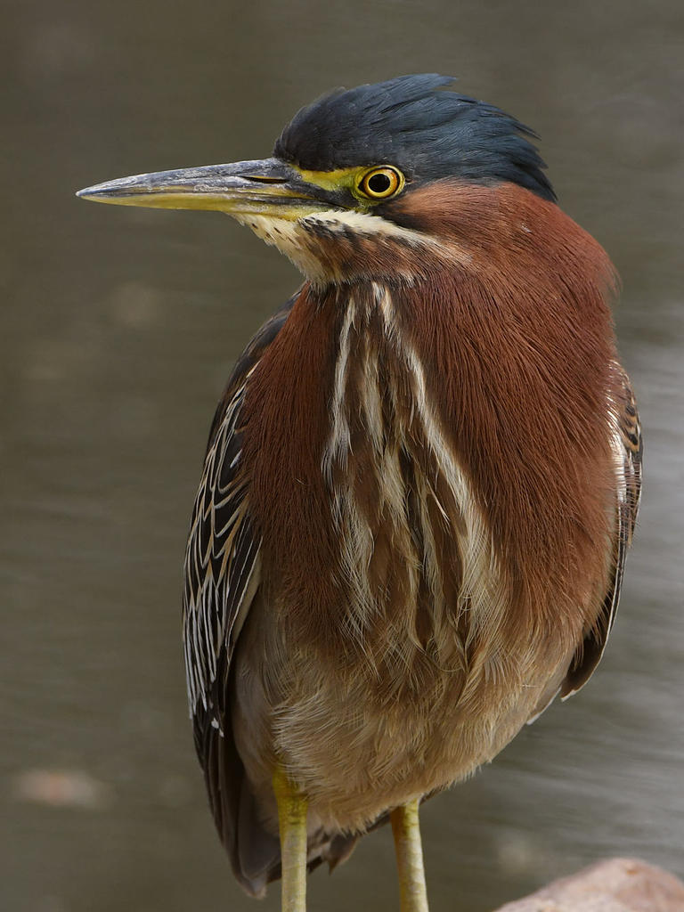 GreenHeron9.jpg
