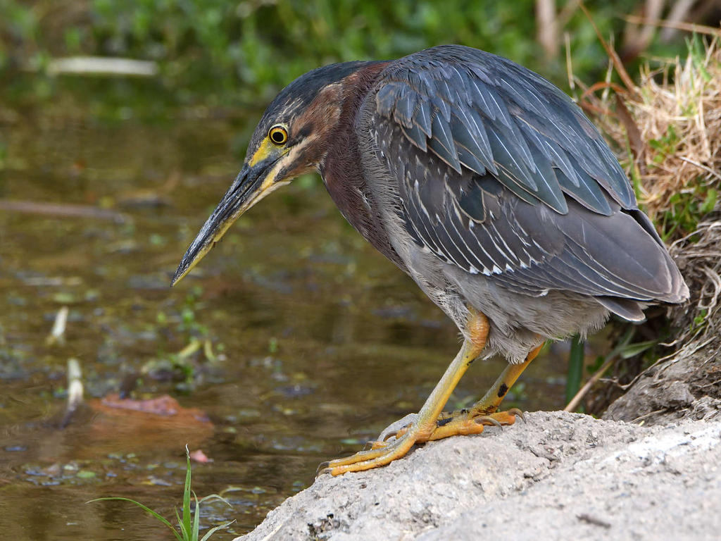 GreenHeron9.jpg