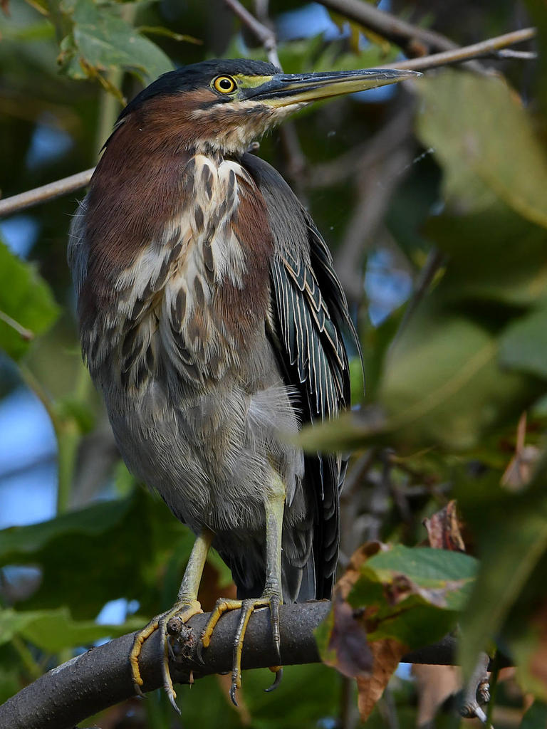 GreenHeron9.jpg