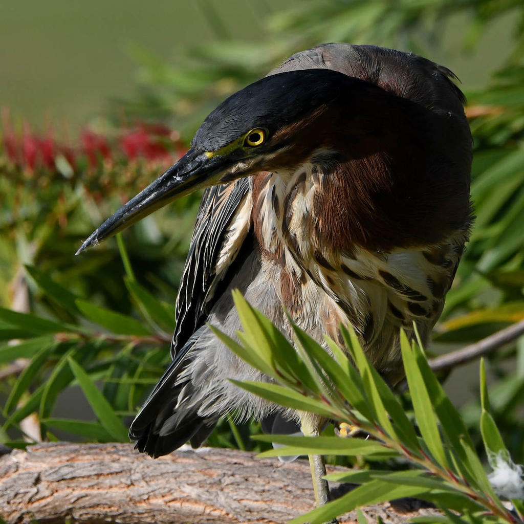 GreenHeron9.jpg