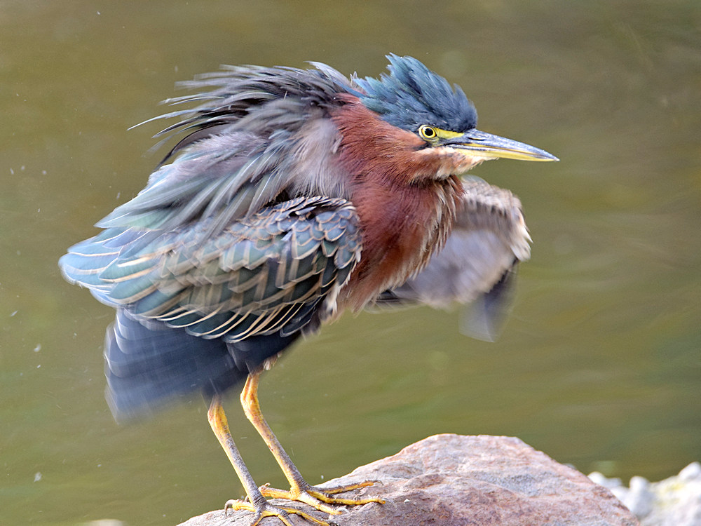 GreenHeron_2016_10_11.jpg