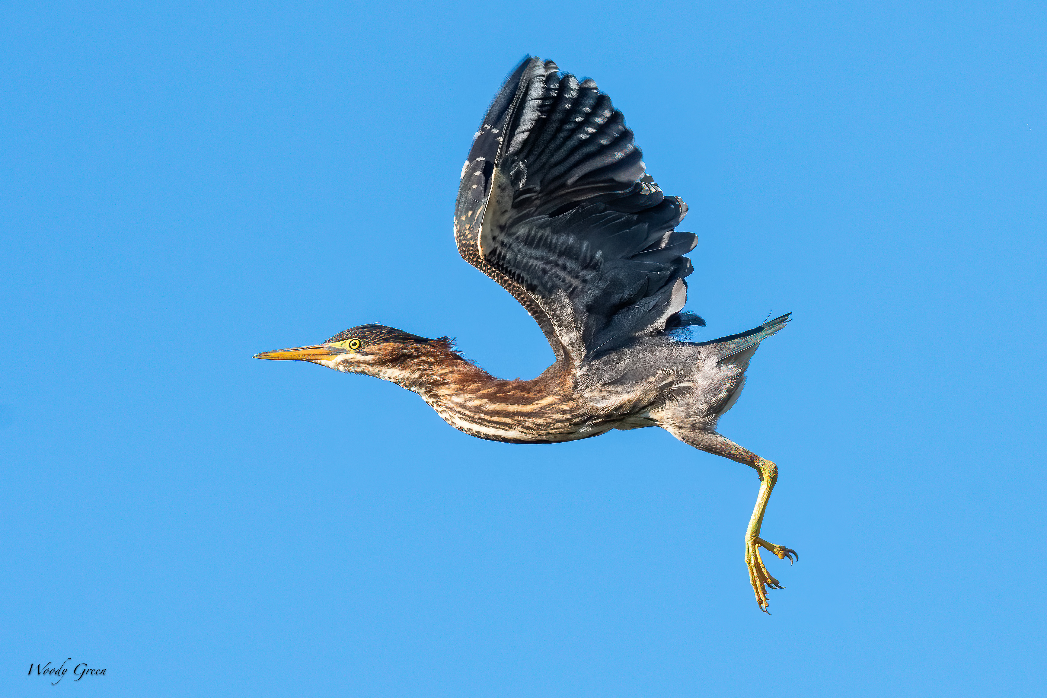 GreenHeronFlight-15.jpg