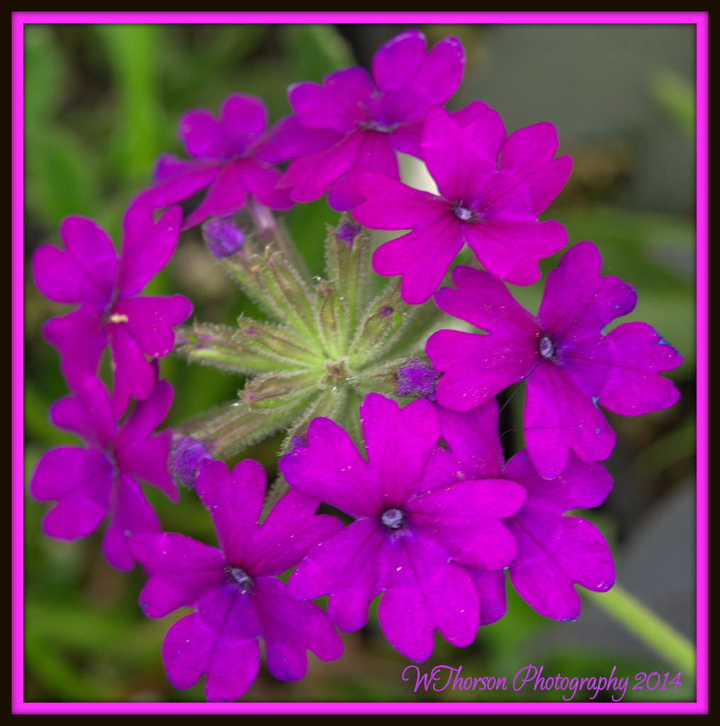 Greenhouse Flower.jpg