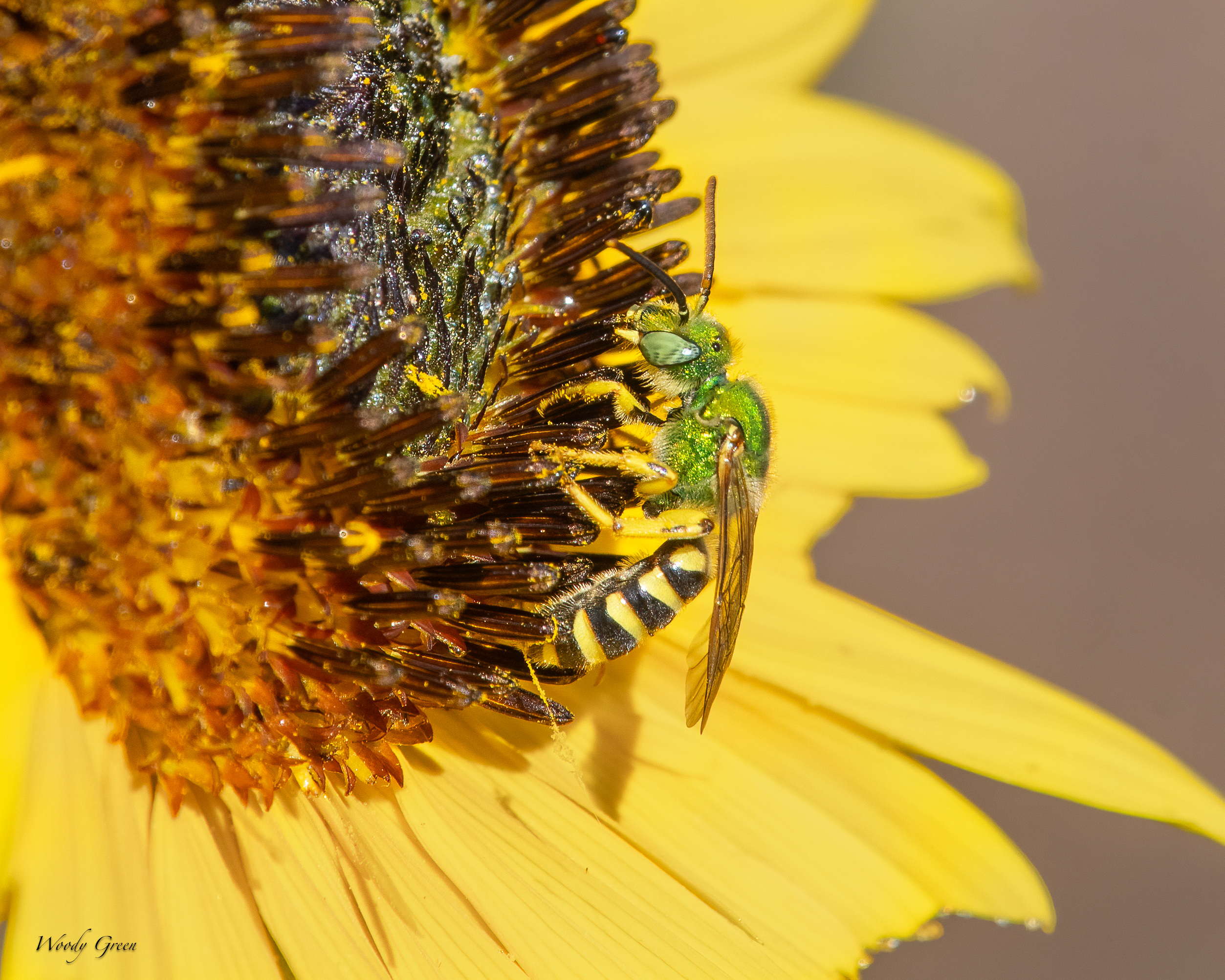 GreenSweatBee-15.jpg