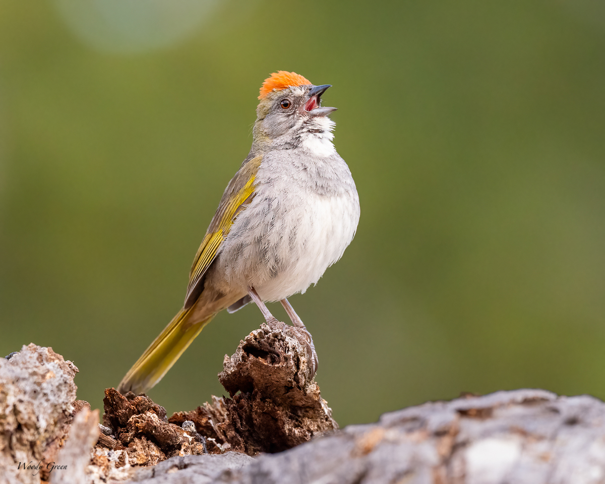 GreenTailedTowee-684.jpg