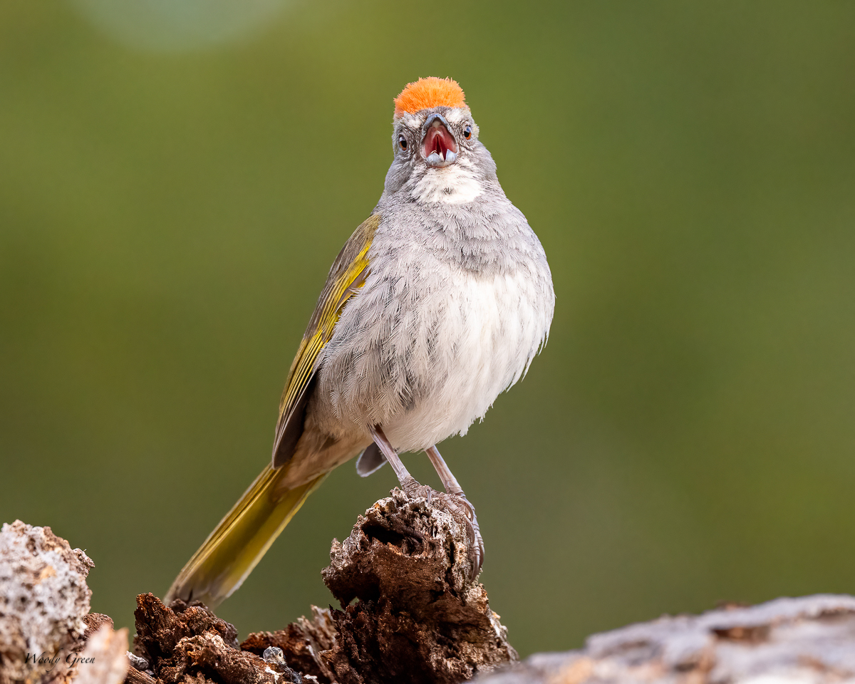GreenTailedTowee-685.jpg