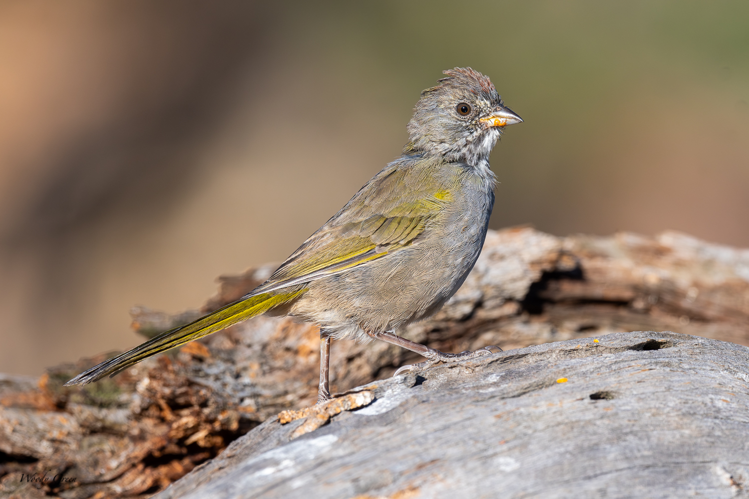 GreenTailedTowhee-272.jpg