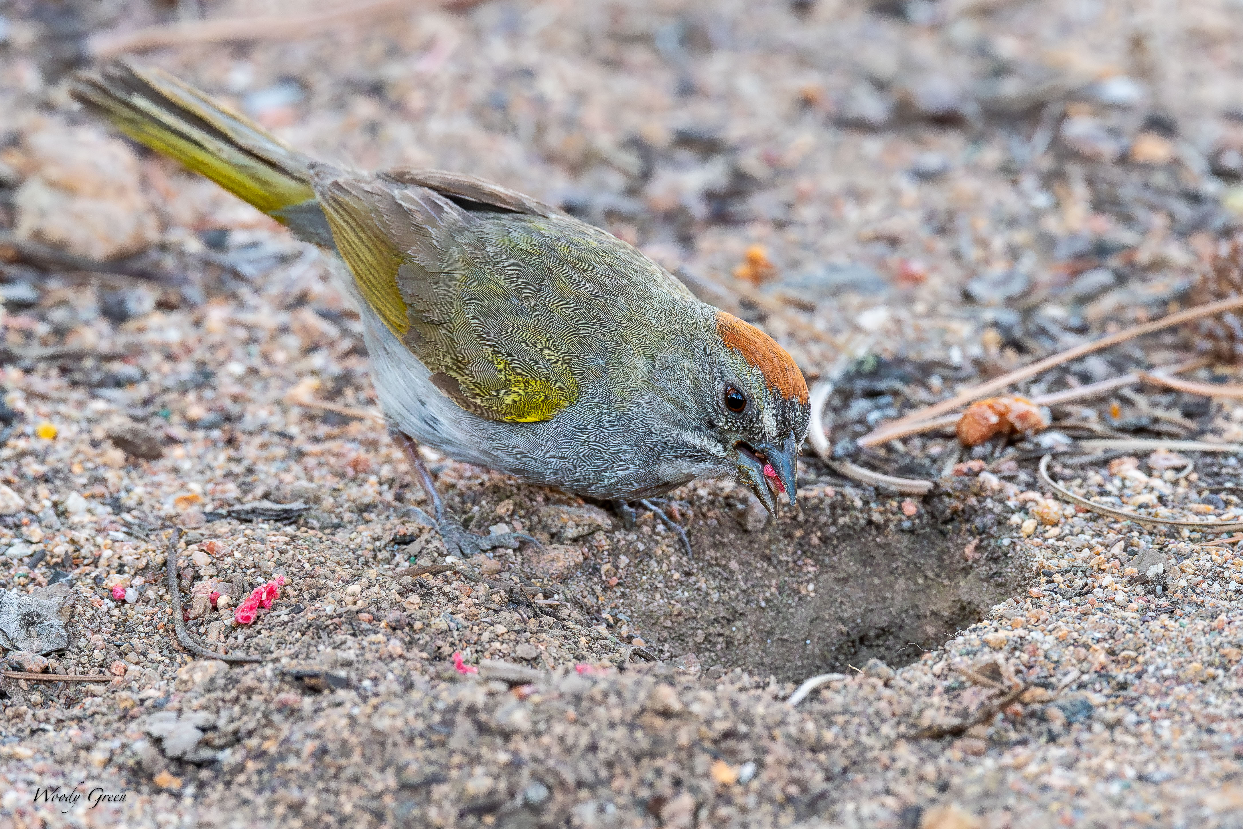 GreenTailedTowheeScratching-56.jpg
