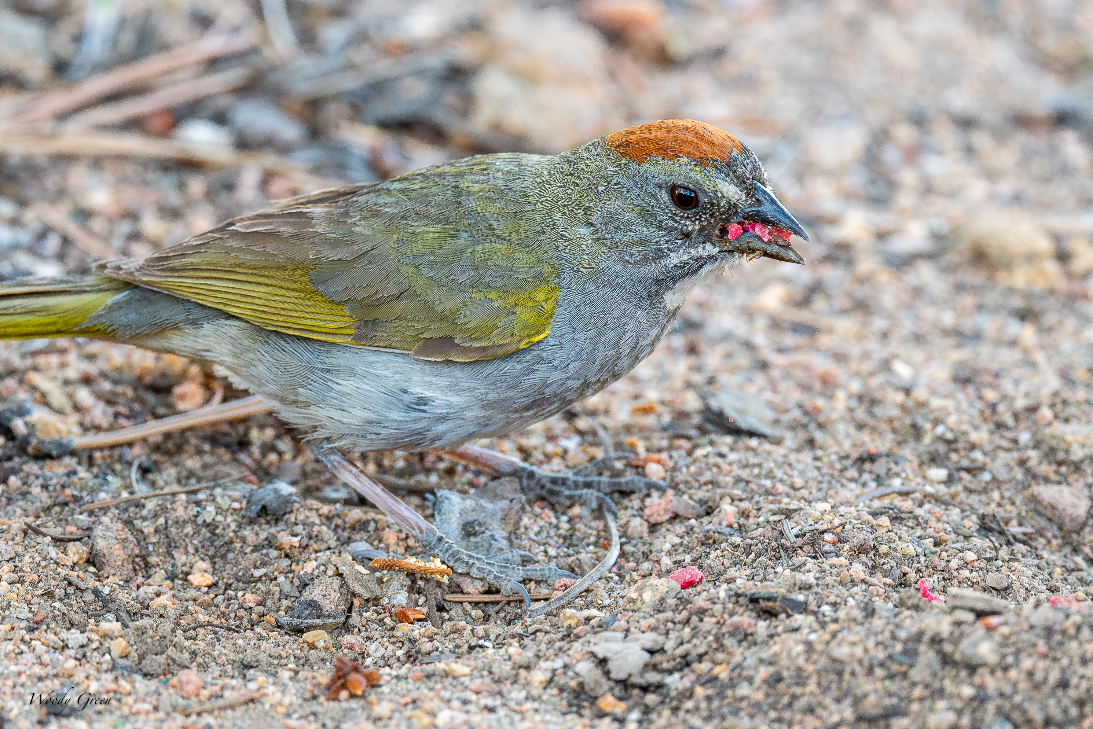 GreenTailedTowheeScratching-57.jpg