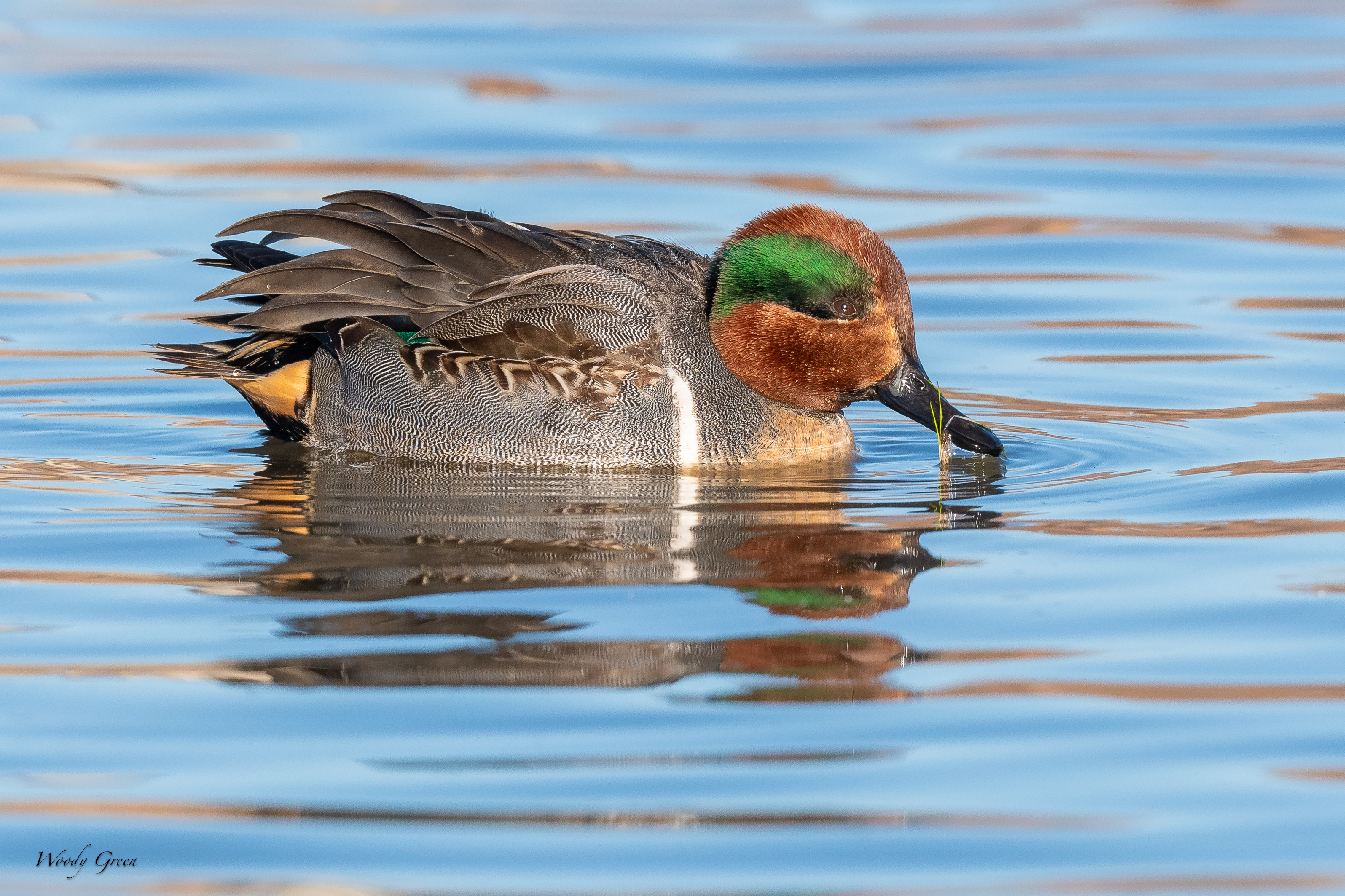GreenWingTeal-181.jpg
