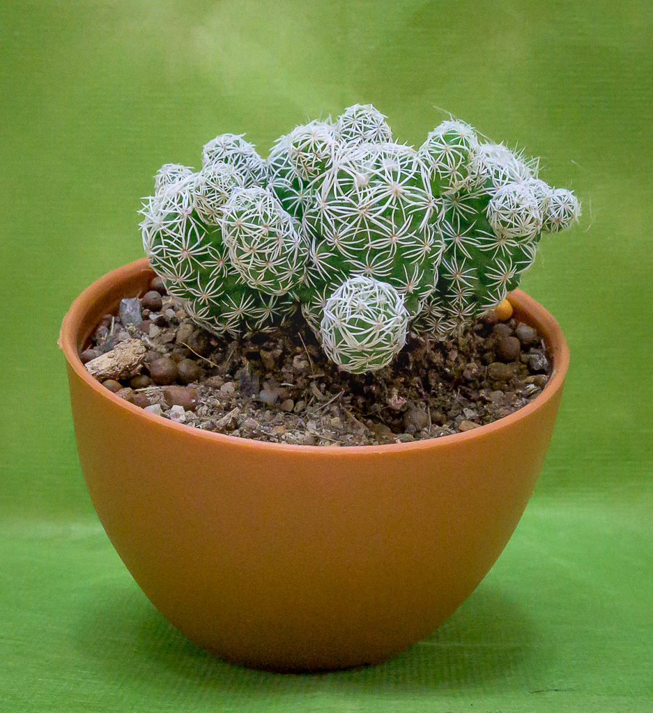 greeny-1.jpg