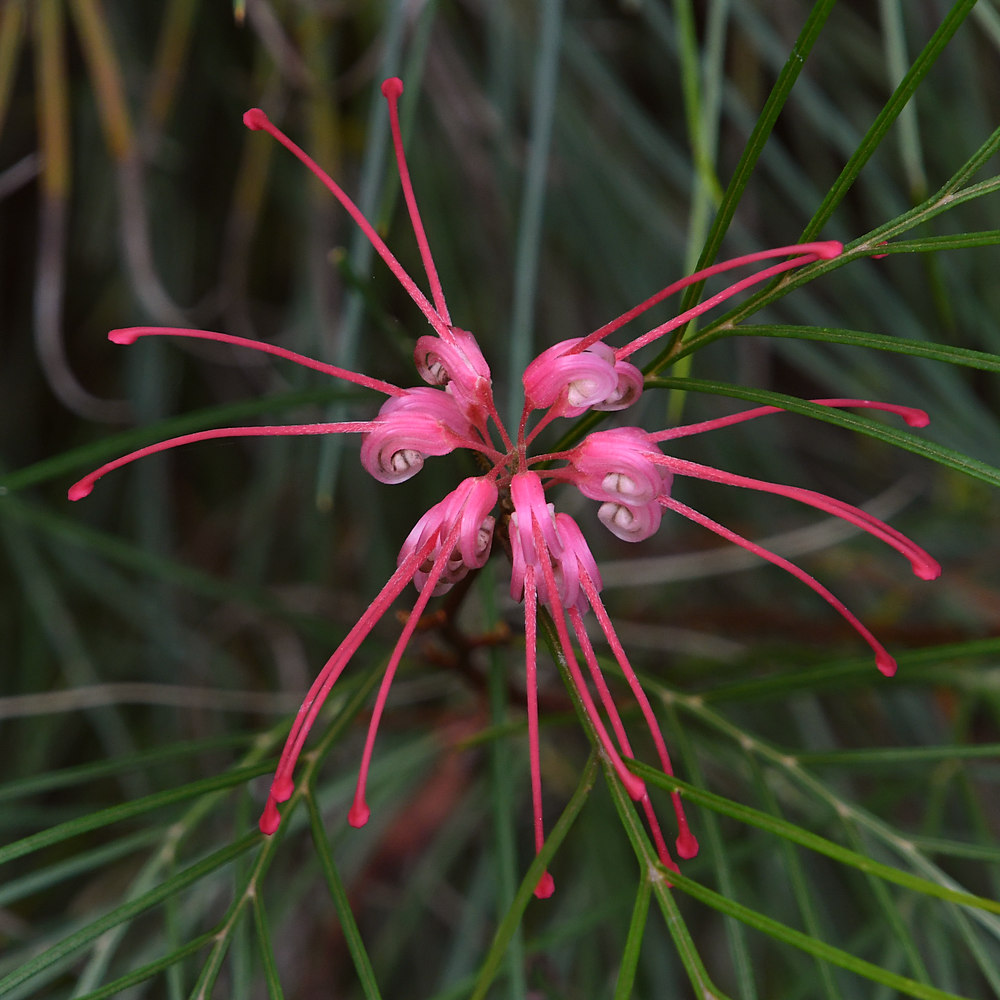 Grevillia.JPG