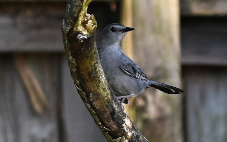 Grey Catbird 1.JPG