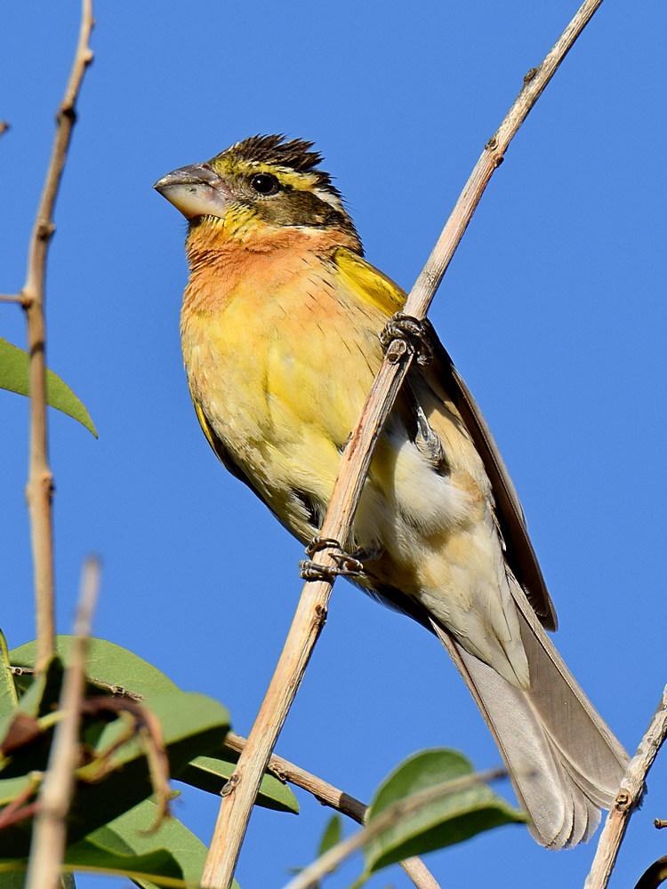 Grosbeak.jpg