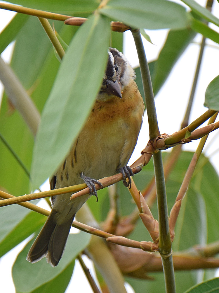 Grosbeak.jpg