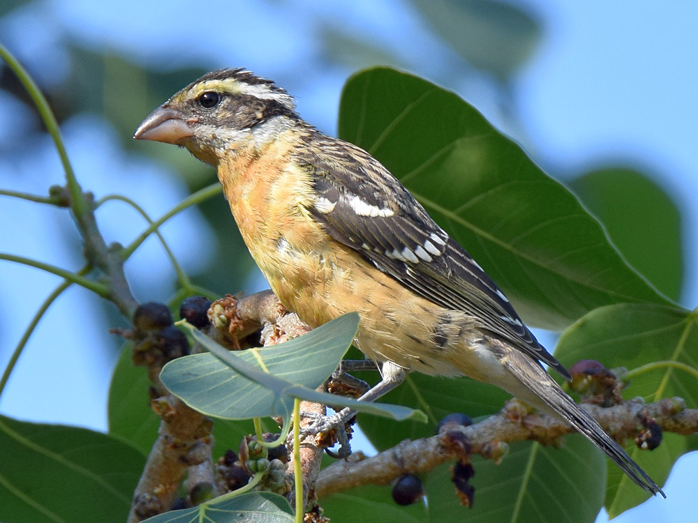 Grosbeak.jpg