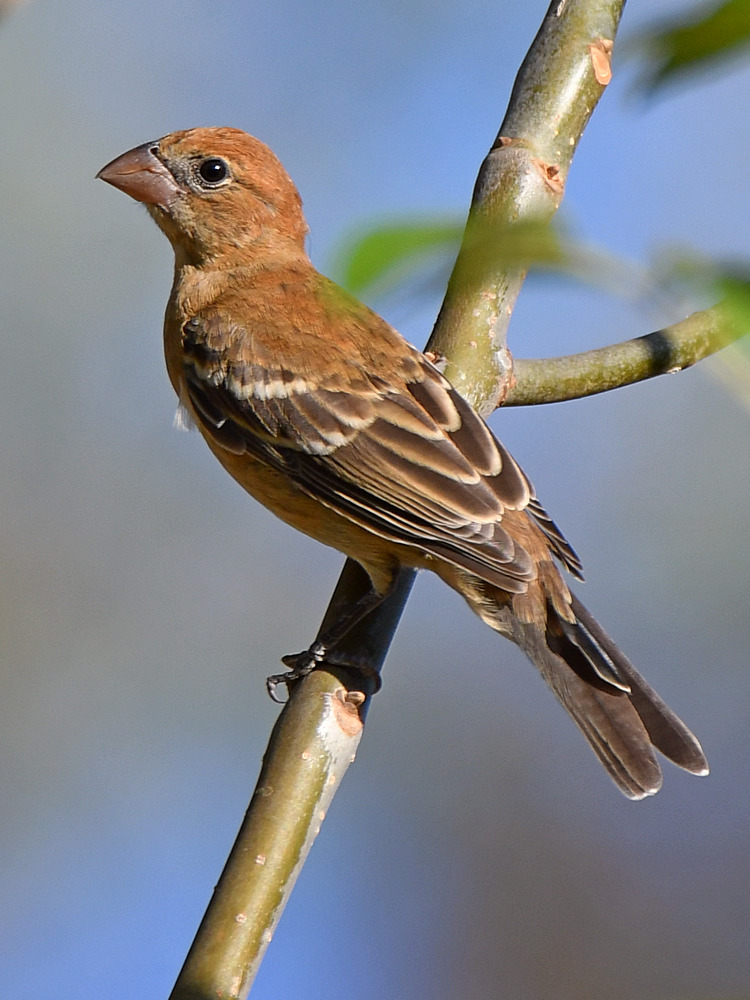 Grosbeak.JPG