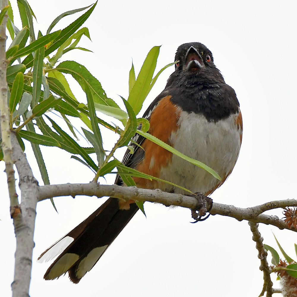 Grosbeak.jpg