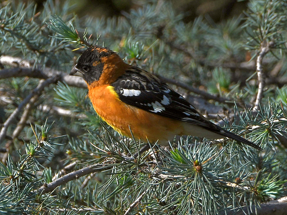 Grosbeak.jpg
