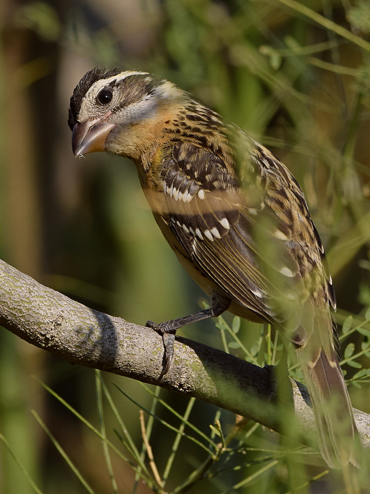 Grosbeak.jpg