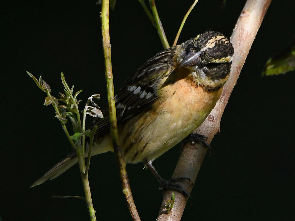 Grosbeak.jpg