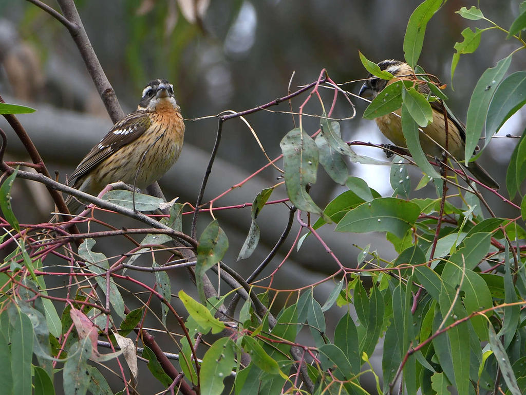 Grosbeak.jpg
