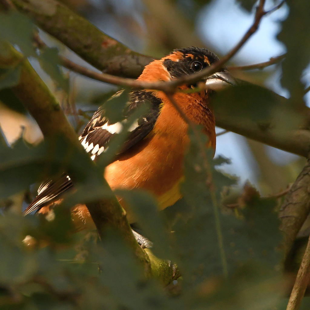 Grosbeak.jpg