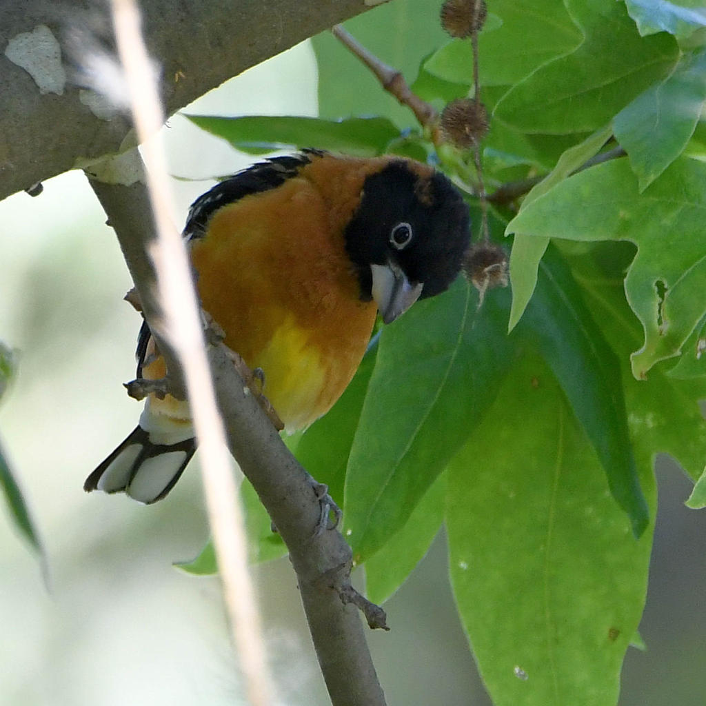 Grosbeak.jpg