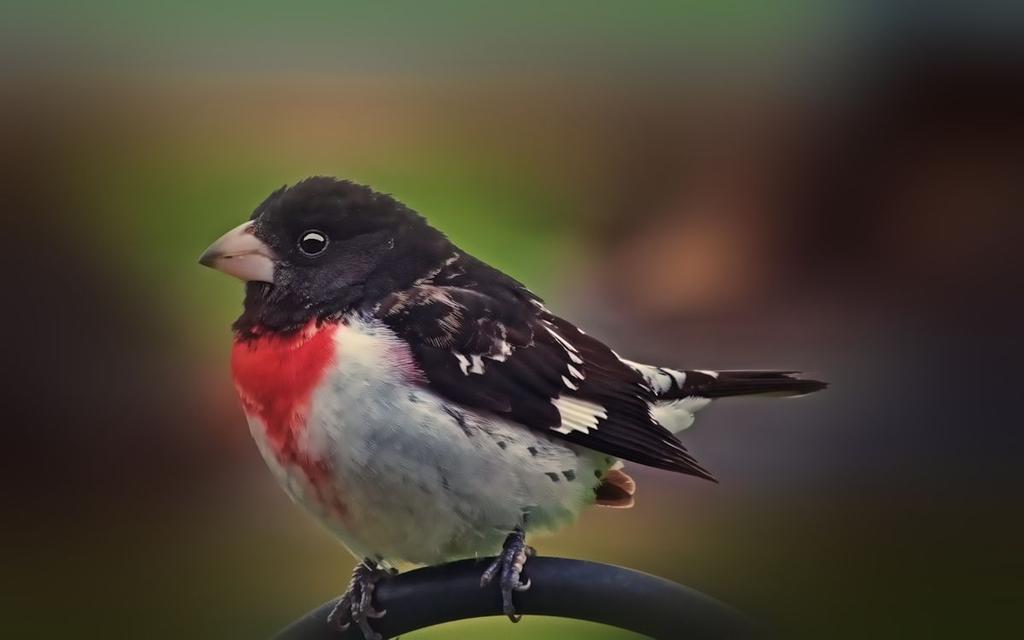 grosbeak1200.jpg