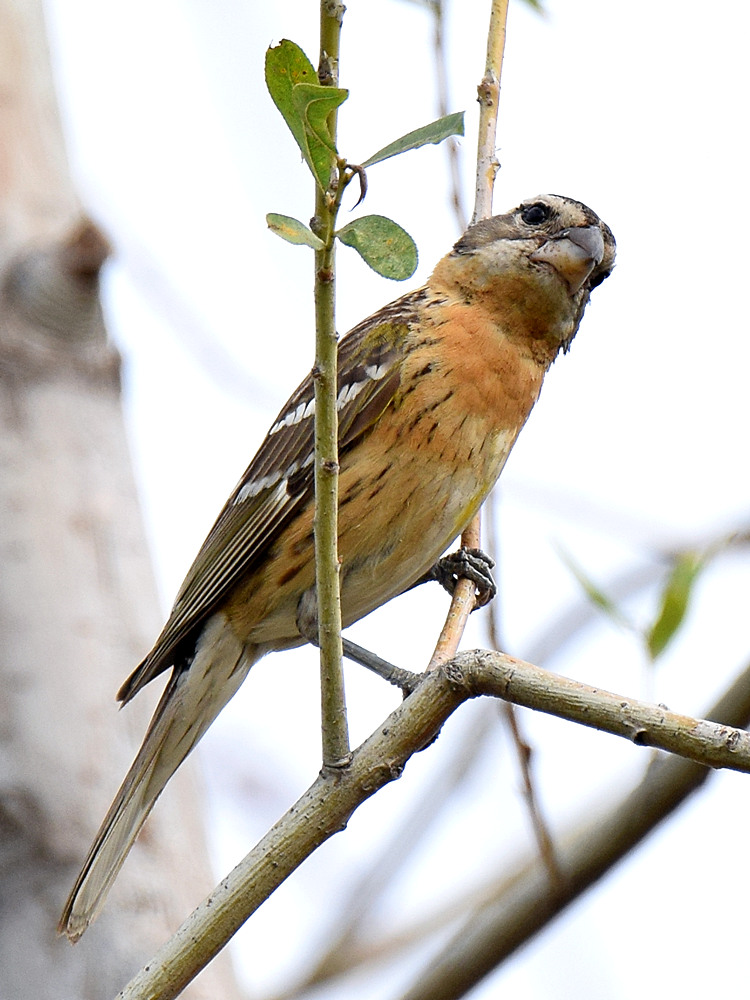 Grosbeak2.jpg