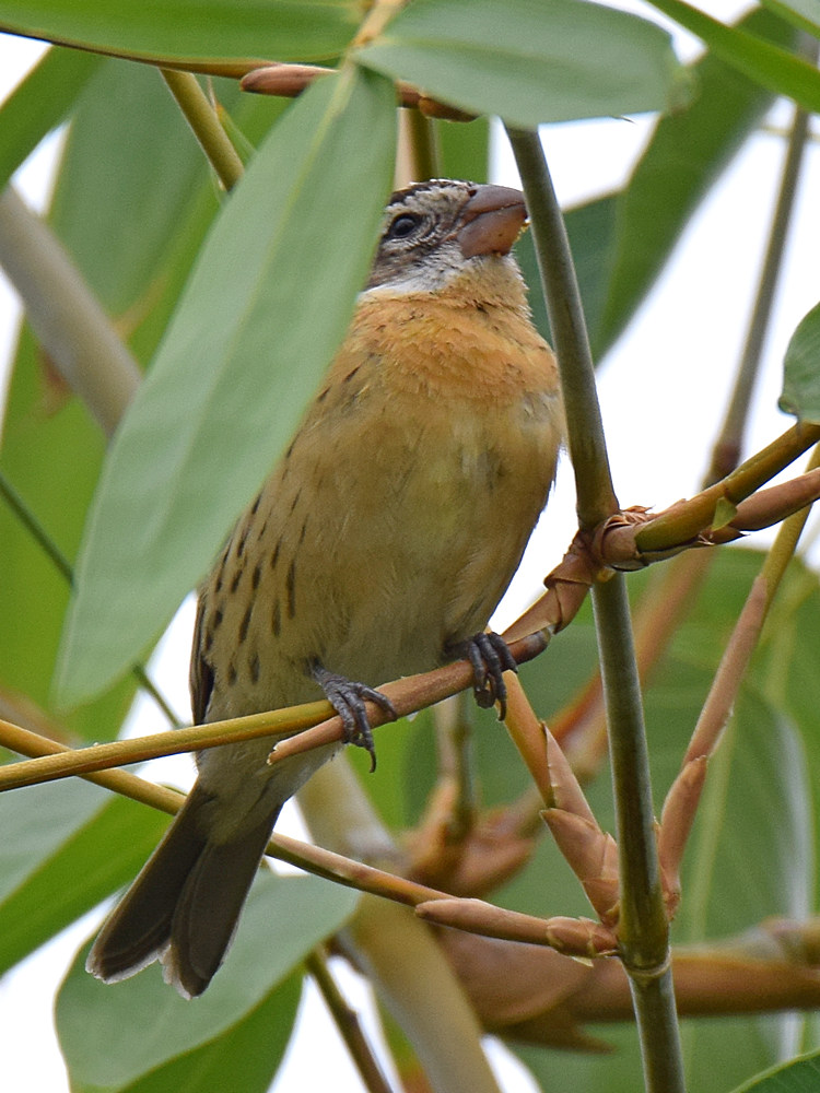 Grosbeak2.jpg