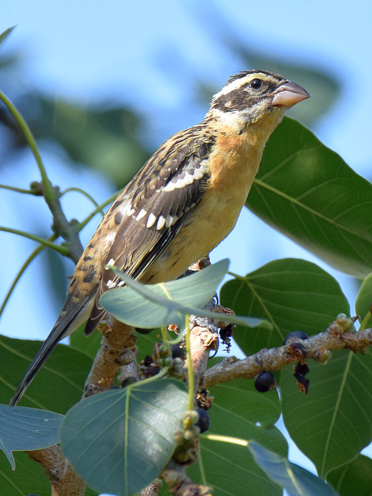 Grosbeak2.jpg