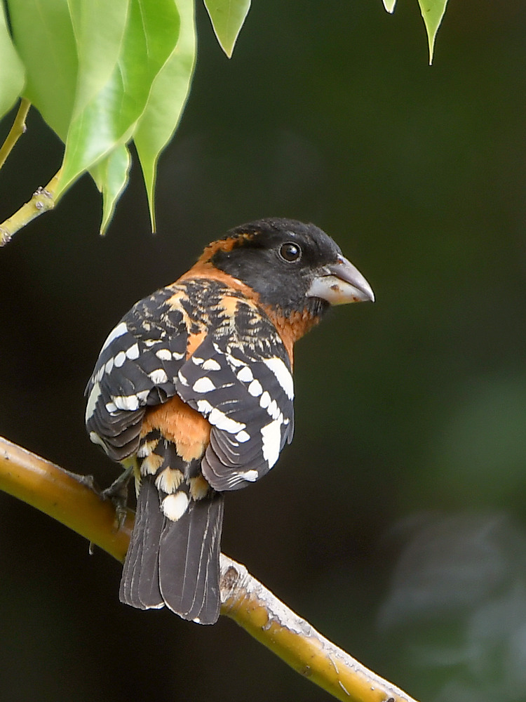 Grosbeak2.jpg