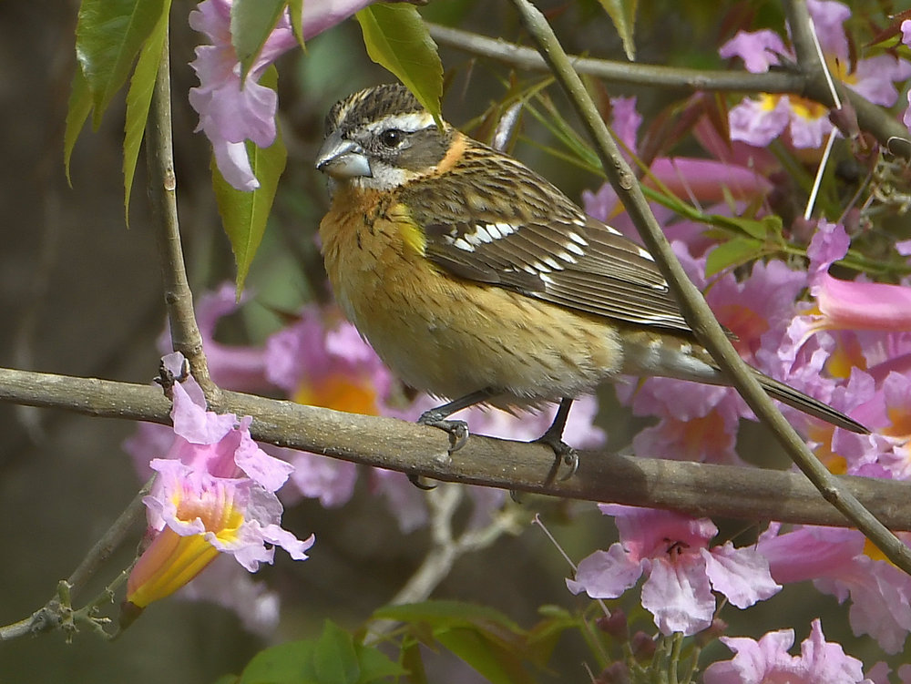 Grosbeak2.jpg
