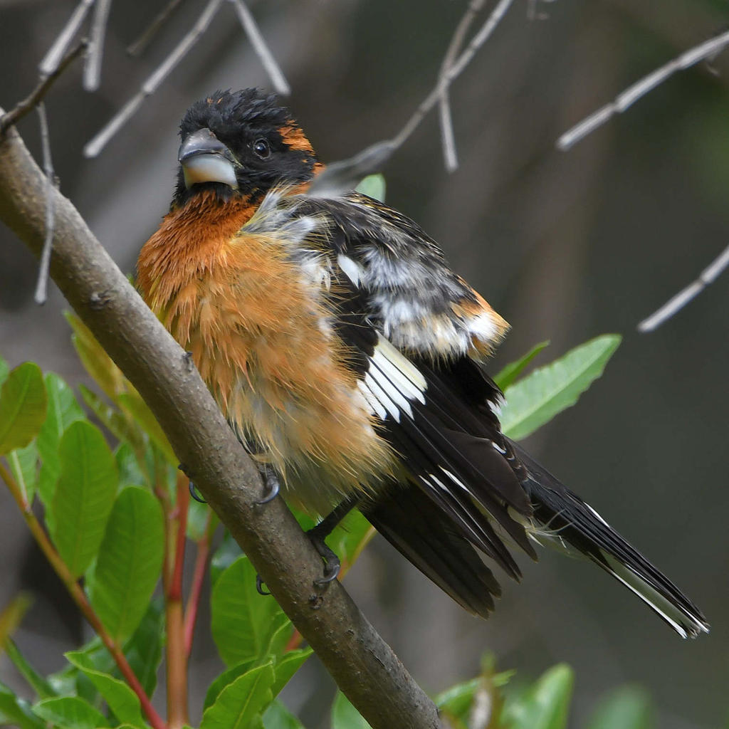 Grosbeak2.jpg